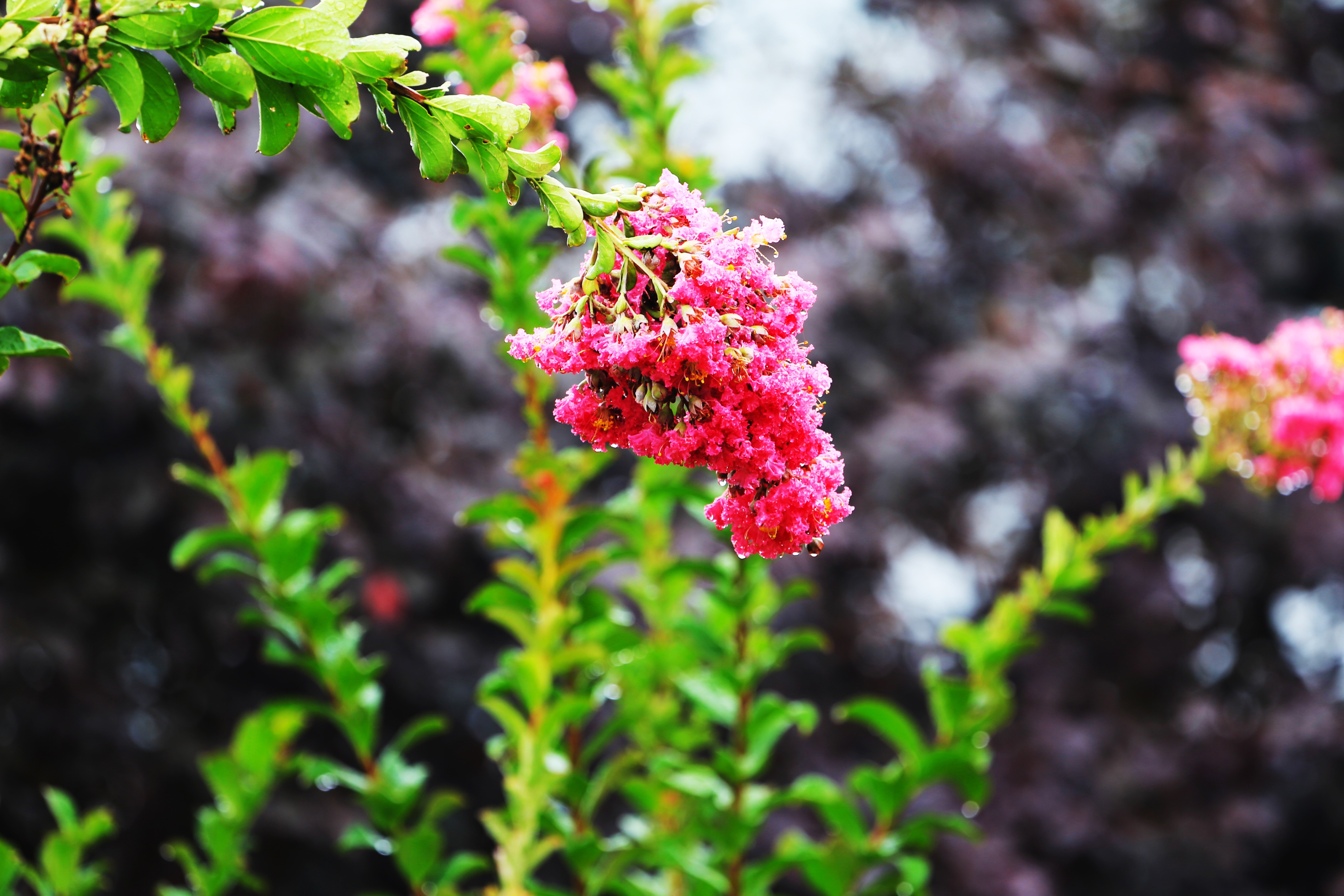 最美五四青年节的图片,五四青年节祝福动图表情
