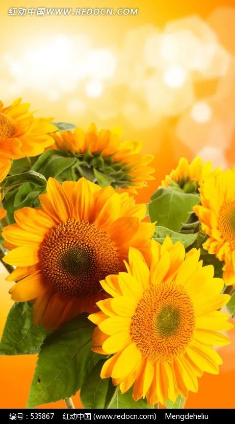 世界各国国花一览表,南美洲各国国花