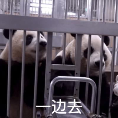 那些证明福宝是人的证据——毛皮大衣下是个小人精