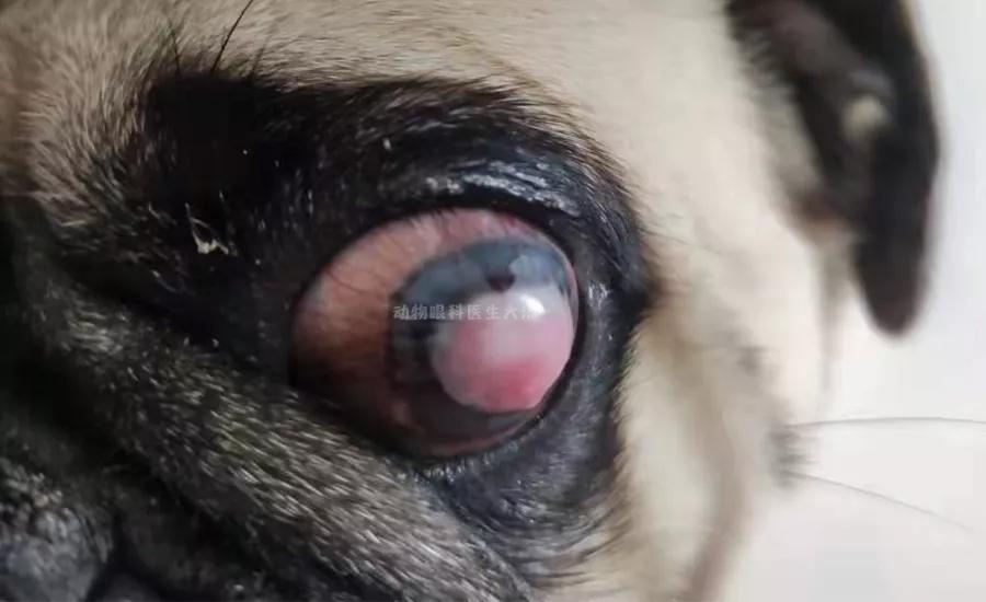 巴哥眼角膜溃疡用啥眼药水,巴哥角膜溃疡