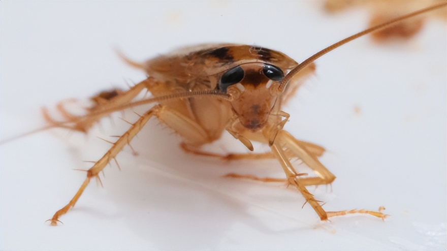 幼儿园食堂现多只活蟑螂,长沙一幼儿园厨房蟑螂