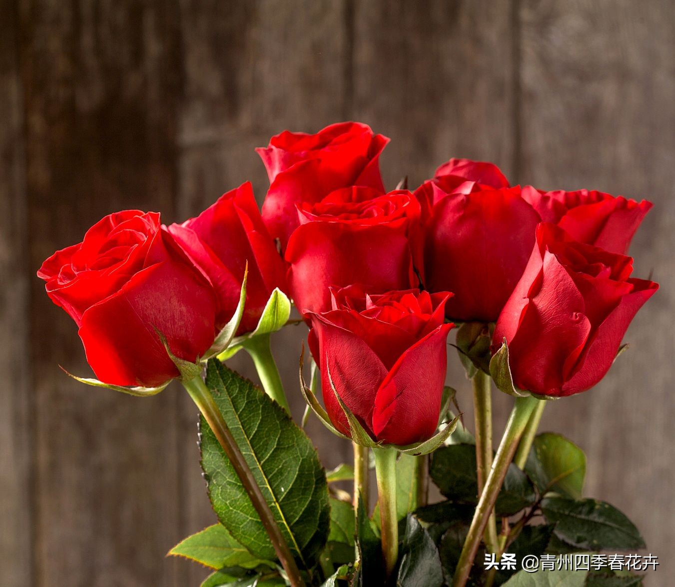 鲜花名字大全带花语,名字好听花语有内涵的花