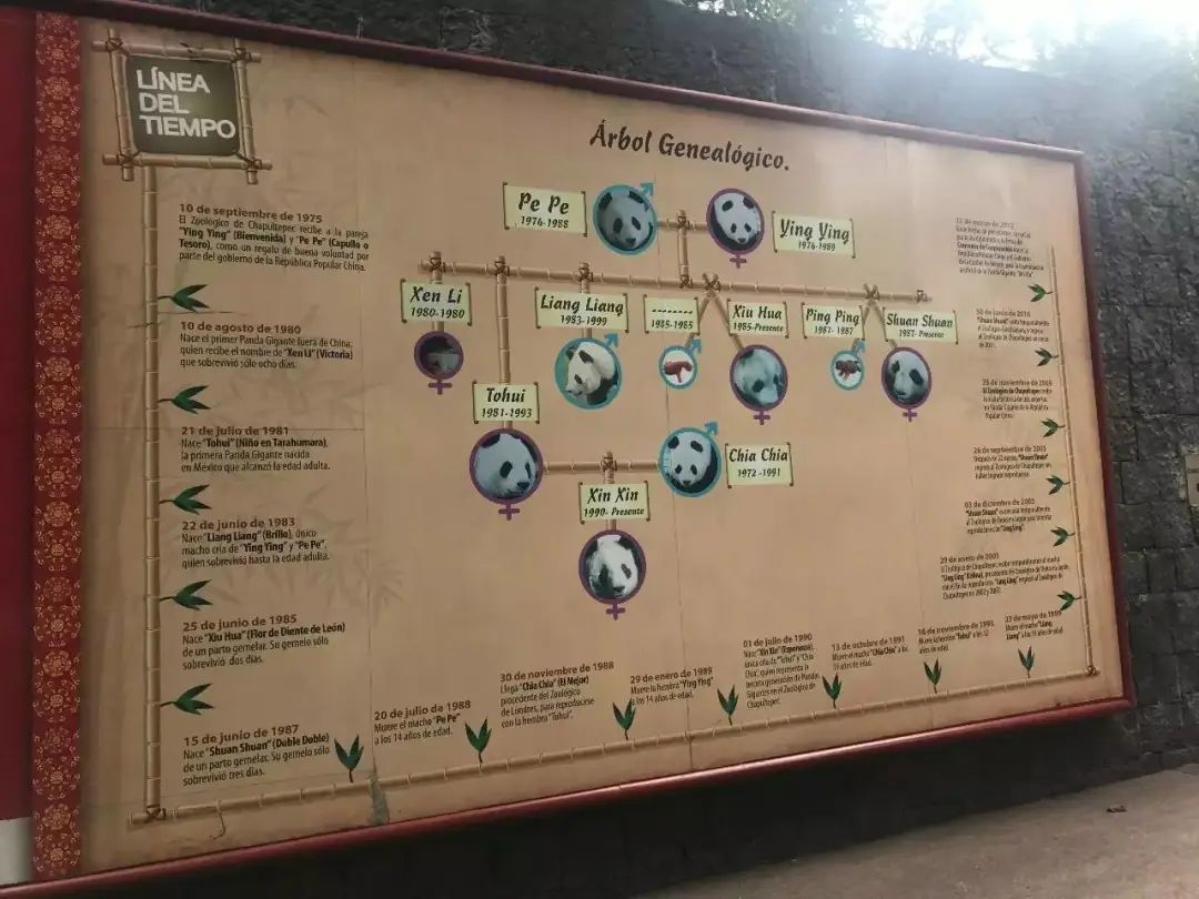 丫丫即将回国：国宝熊猫，在如何改变世界？