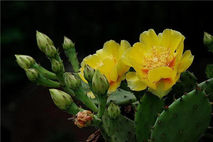 春夏之交，越来越多的花含苞欲放，这一百种娇媚蓓蕾真是美不胜收