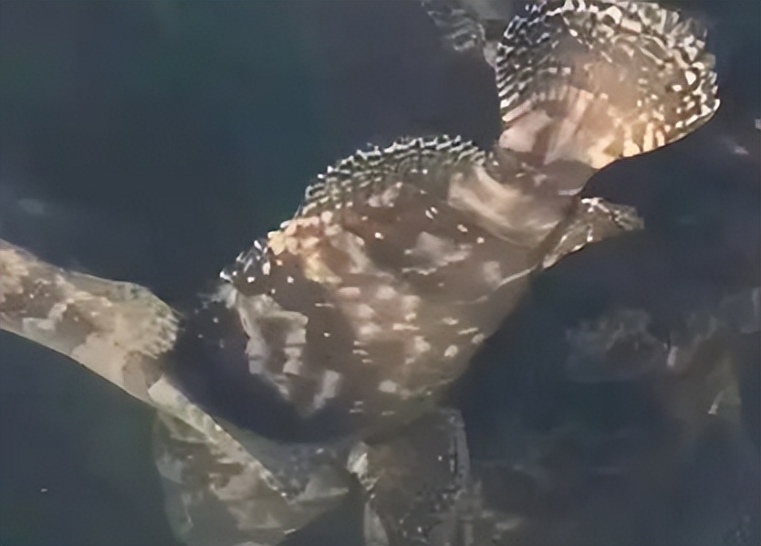 马鞭草和鹿衔草对养殖虎龙杂交斑生长与免疫影响的研究