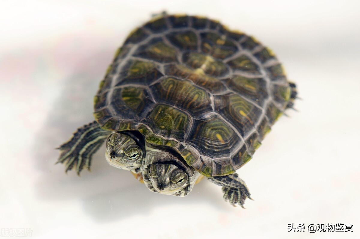 怎么判断巴西龟冬眠还是死了,如何判断巴西龟冬眠还是死了