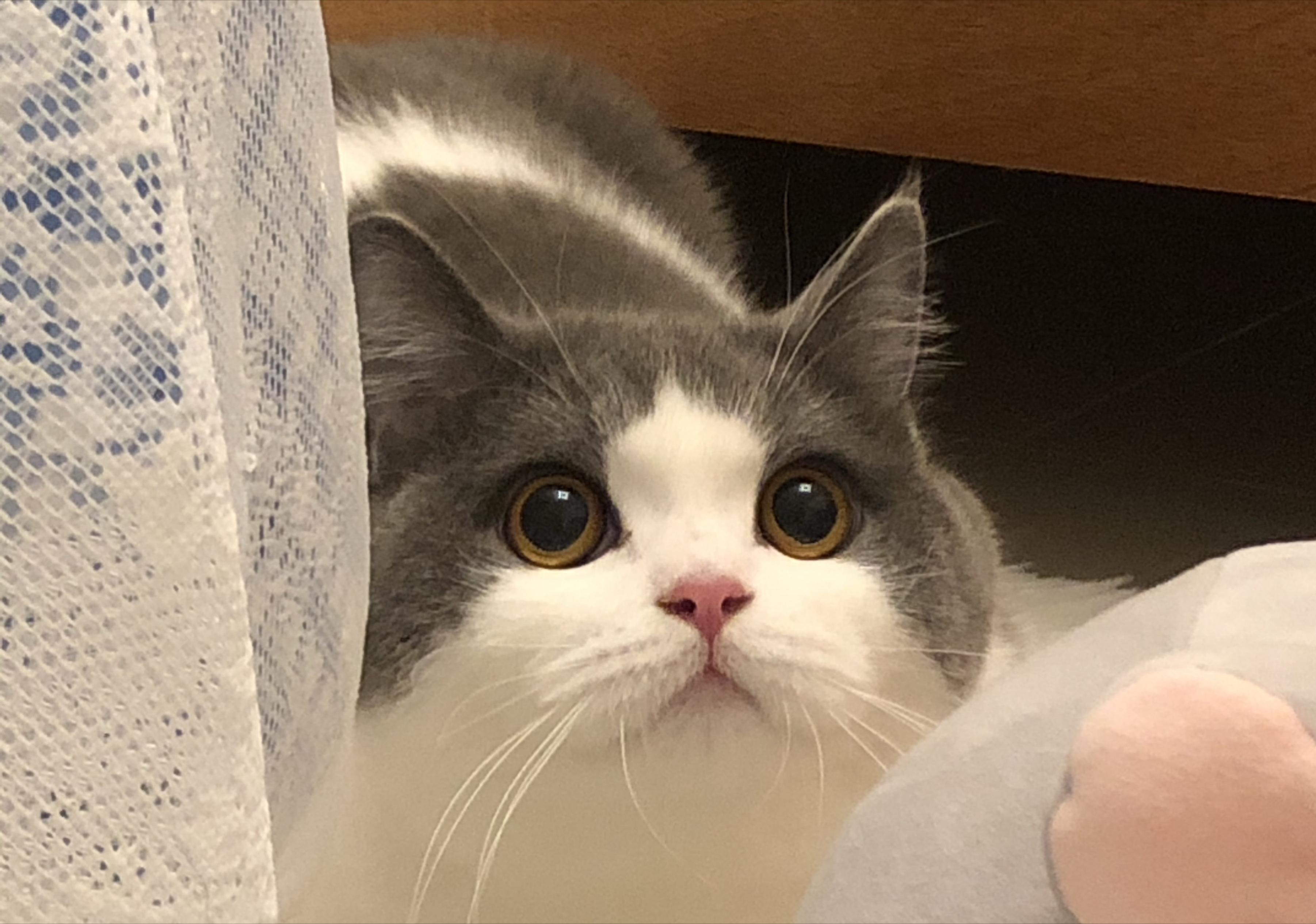 有什么可爱乖巧的狗猫推荐,什么猫咪粘人又好养还好看