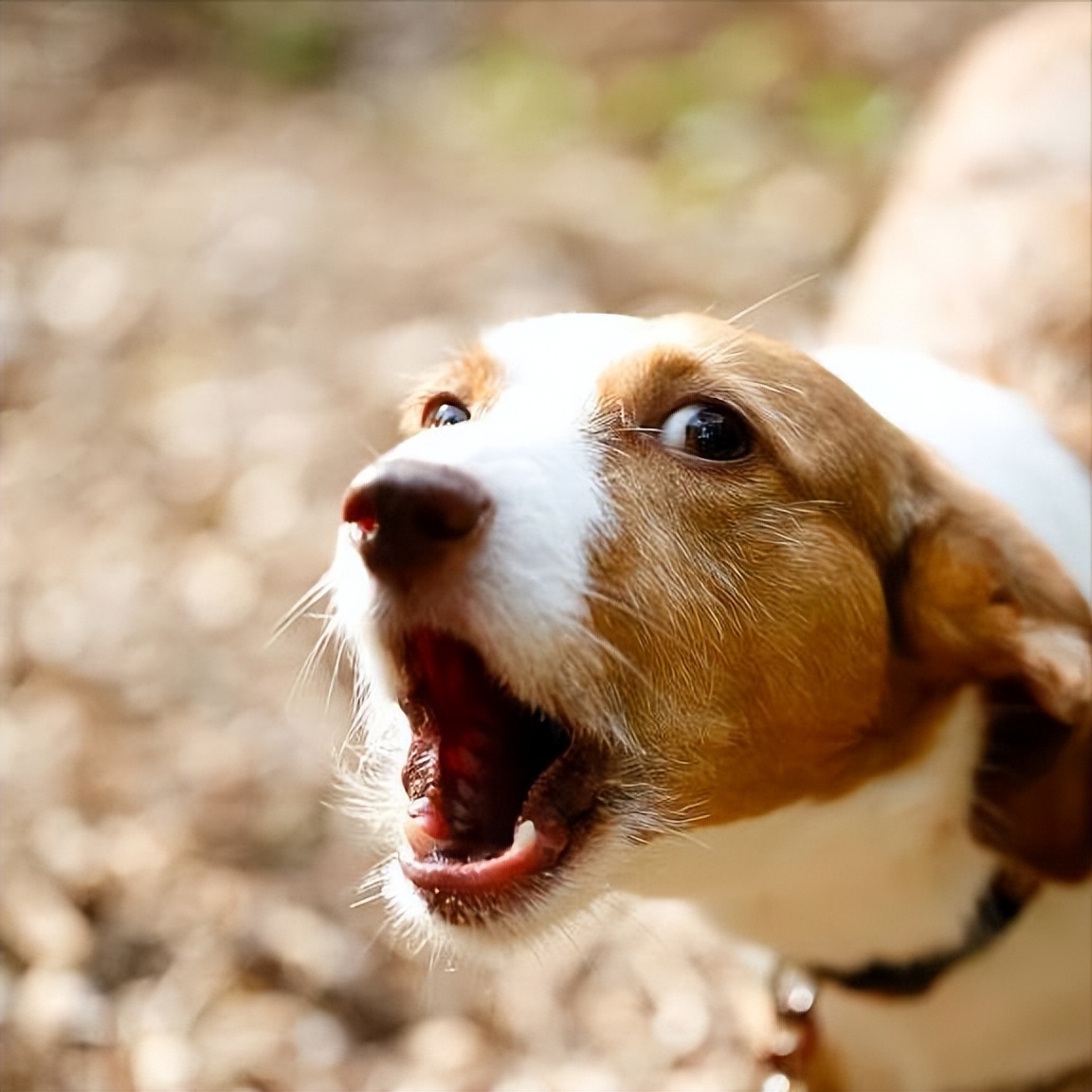 狗狗有小毛病指南,狗狗有这几个坏毛病说明智商高