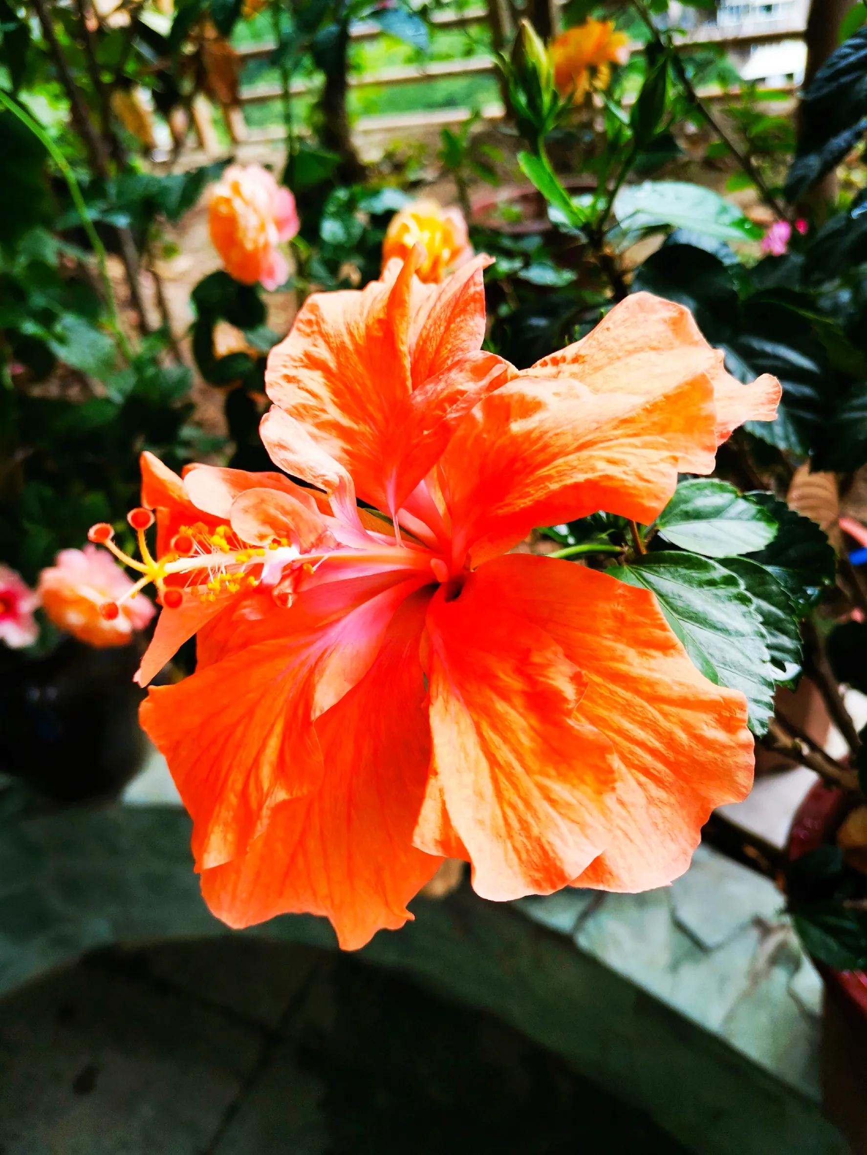 九月九重阳节烧香吗,九月九重阳节仙家