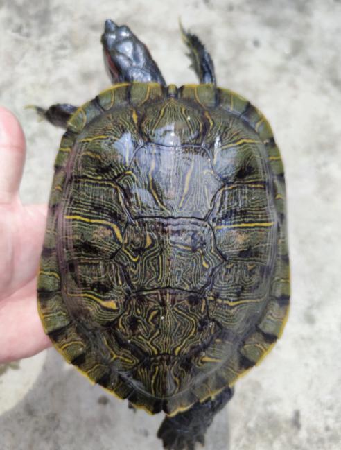 养了挺久的巴西龟突然爪子就断了，并且肿了是怎么回事呢？