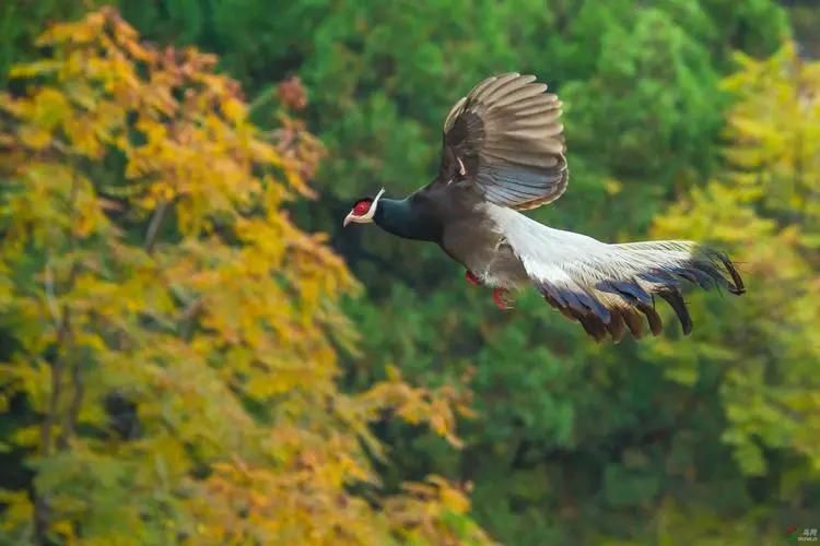 陕西农村出现巨型怪鸟,巨型鸡长500斤