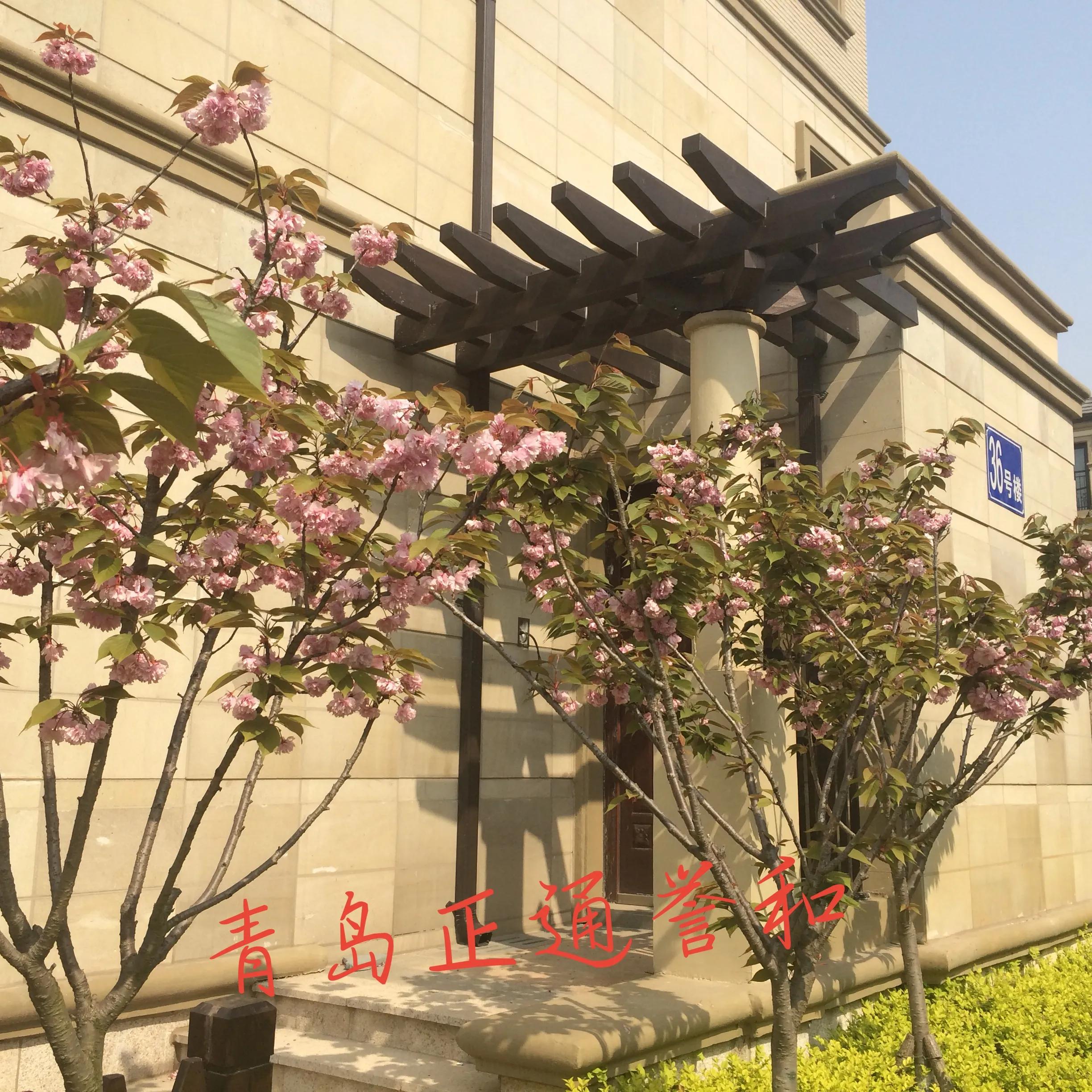 德国原装进口雷玛仕水性漆真伪 (德国雷玛仕水性漆)