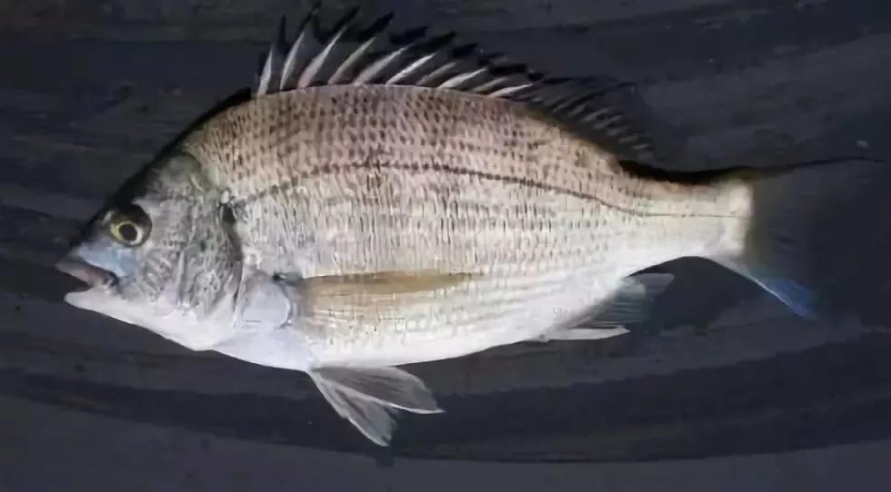 海鲜鱼类排行榜前十名,最便宜的20种海鲜是什么鱼类