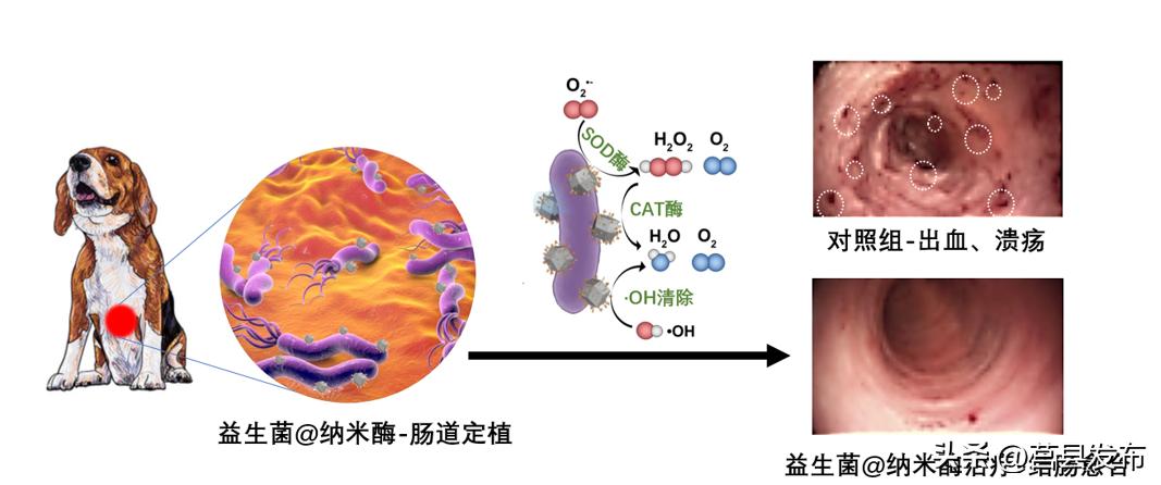 穿上“新铠甲”，浙大成果为肠炎治疗提供新策略