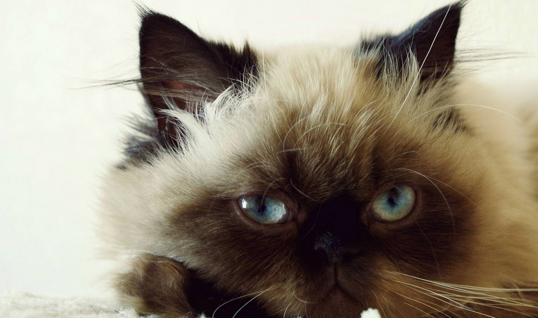 养猫干货视频教程全集,养猫日常好物分享