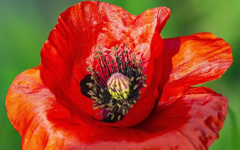天鹅把*粟罂**当油菜吸嗨了，狗舔癞蛤蟆上瘾，动物吸毒有什么后果？