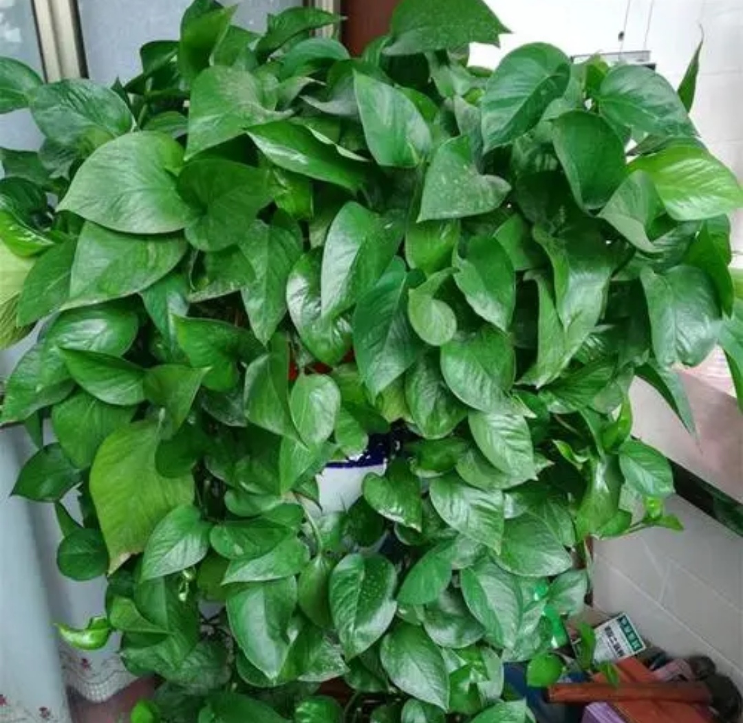 绿萝疯长,绿萝生长更快满屋绿油油