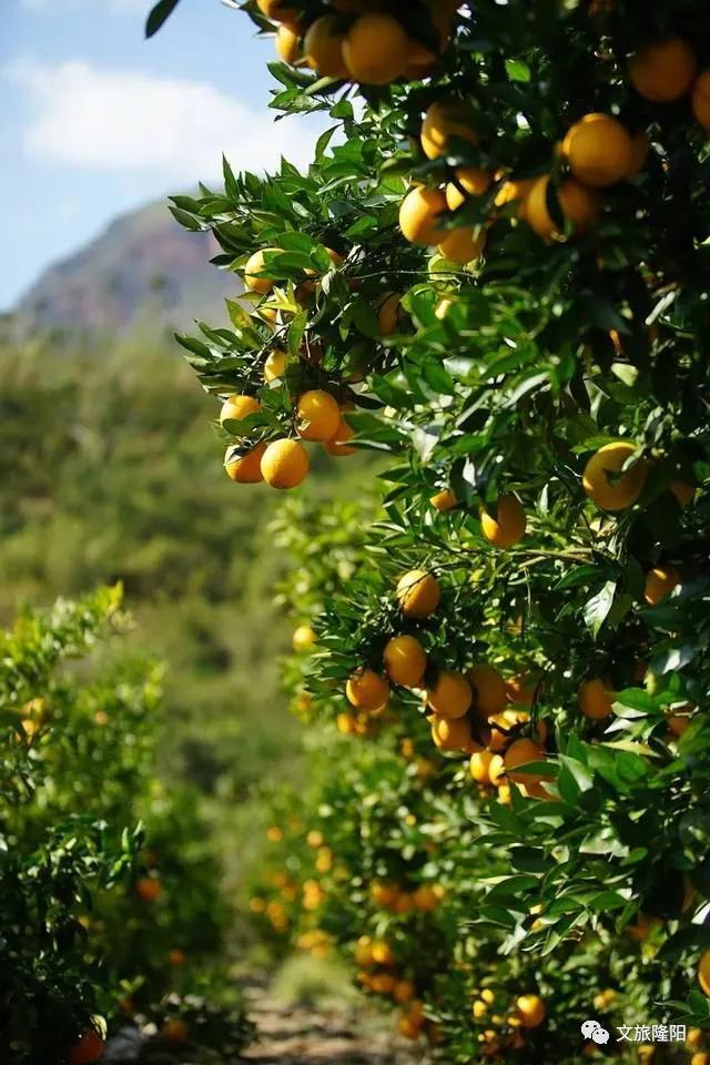 冬樱散场菜花香，蜂飞花间采蜜忙：用一天的时间去邂逅乡野风光