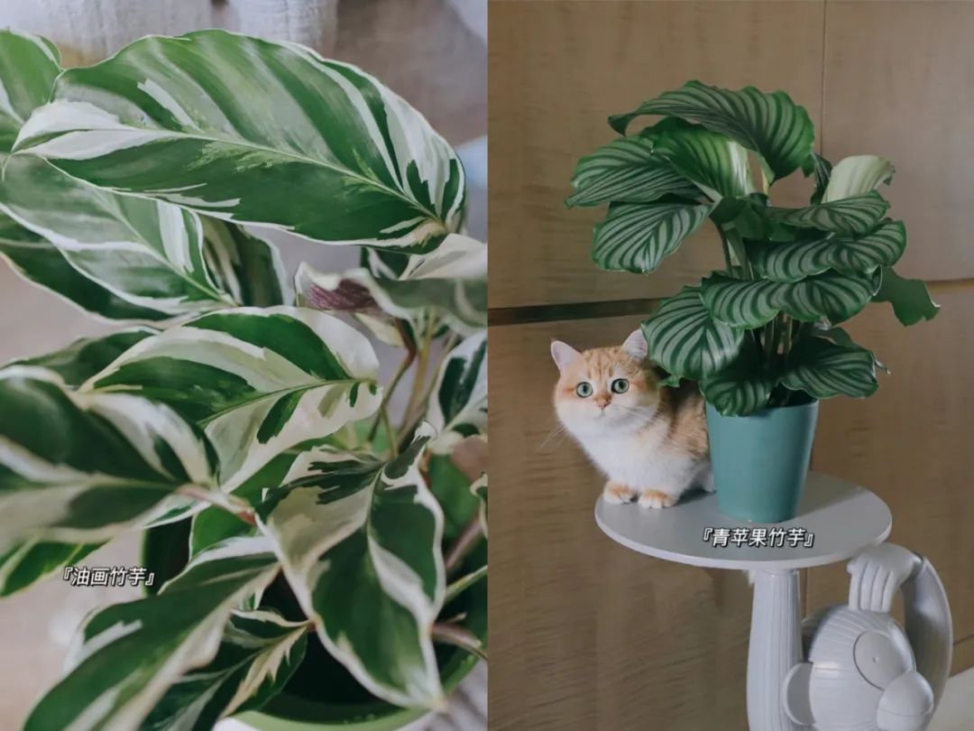 娴鍒瑁呬慨椋庢牸,娴瀹ゅ唴瑁呬慨