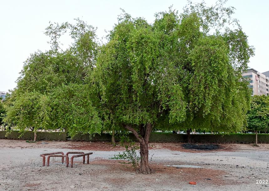 迪拜适合养什么植物,迪拜常见花草