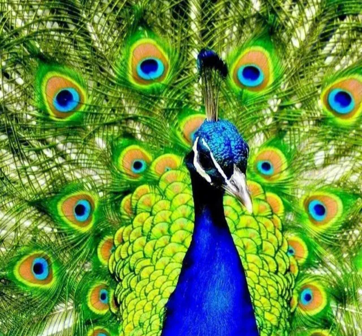 为什么蓝孔雀比绿孔雀多,蓝孔雀为什么受人爱