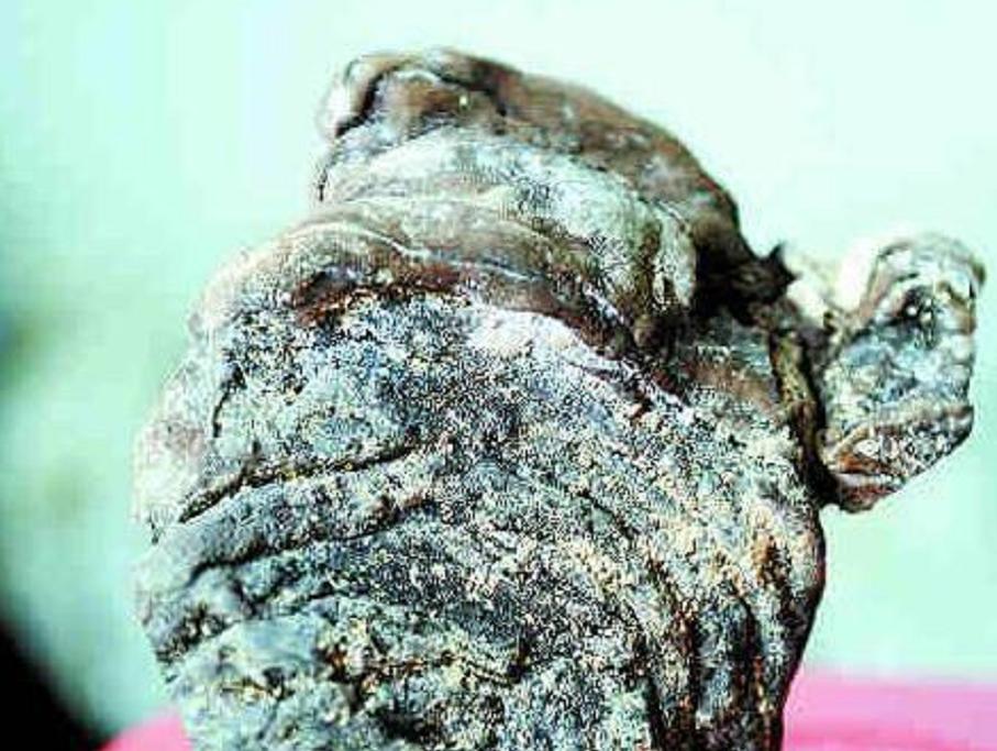 考古挖古墓挖出来自己的先人,考古学家挖古墓发现是自己家祖坟