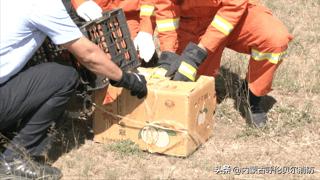 黄鼠狼跑超市好吗,黄鼠狼进超市偷蛋