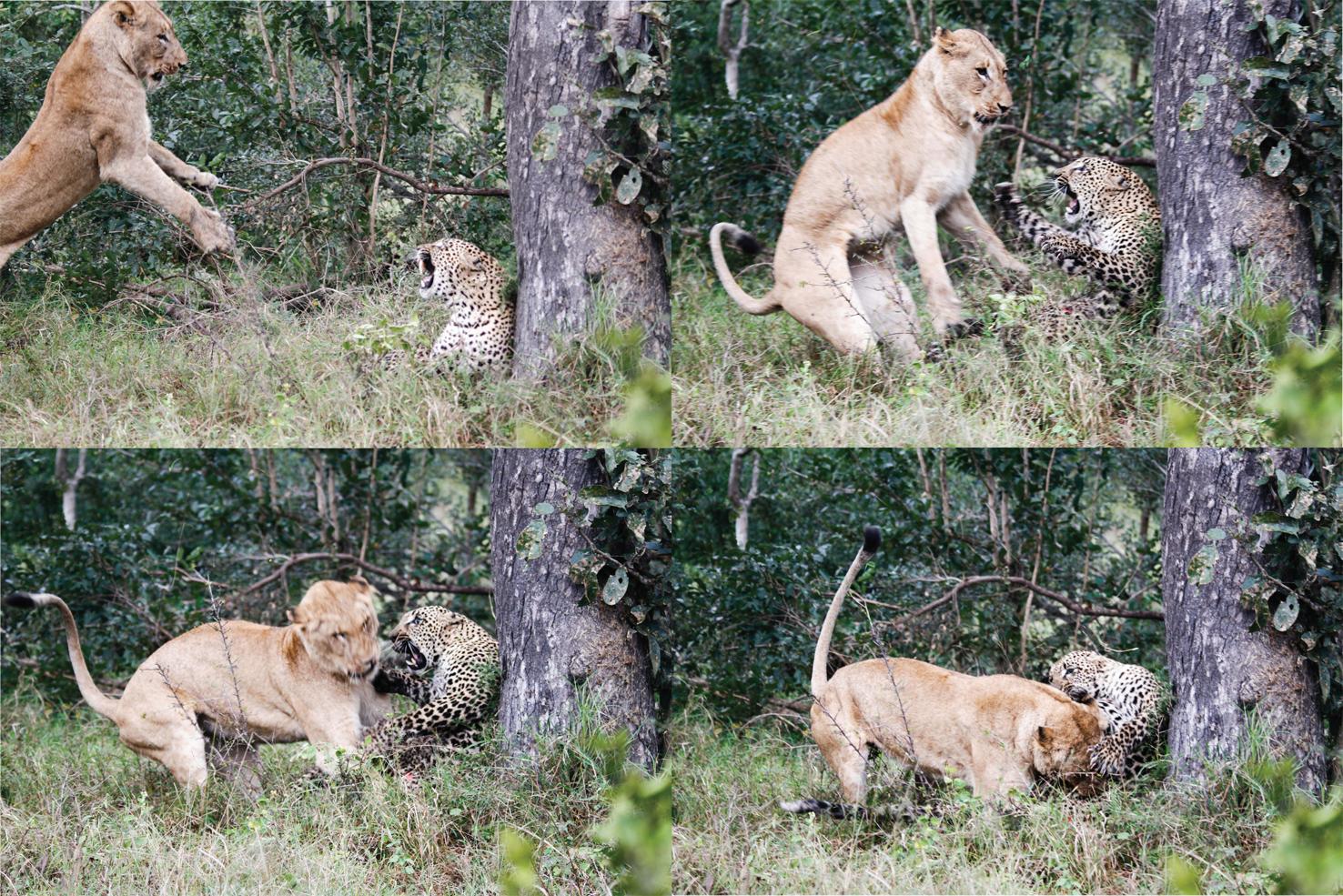 豹子丧命,豹子的悲惨下场视频