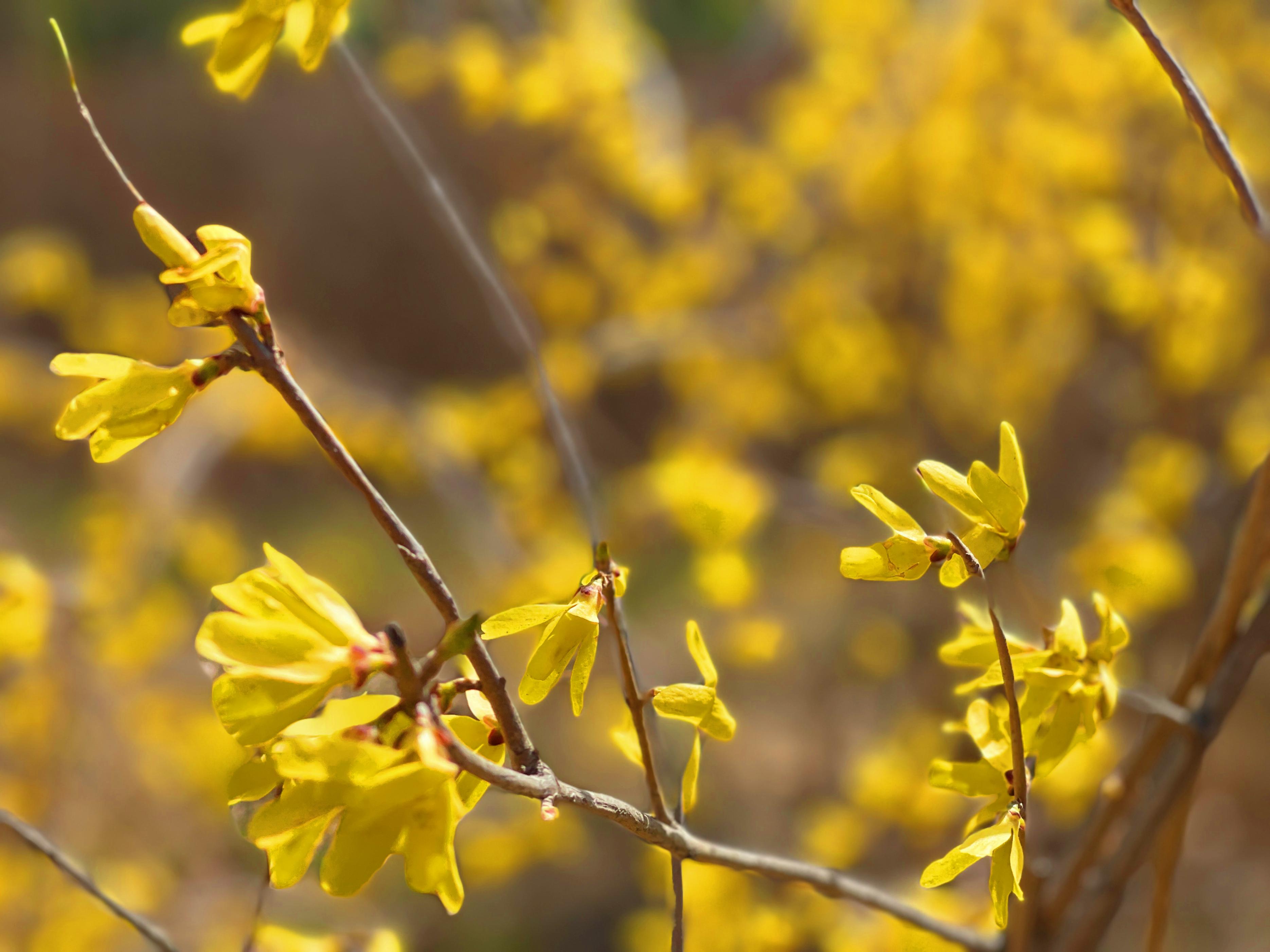 连翘花开万物复苏春意浓,连翘花开春意浓