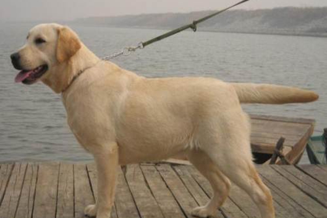 怎么训练拉布拉多狗狗定点大小便,拉布拉多好训练还是金毛好训练