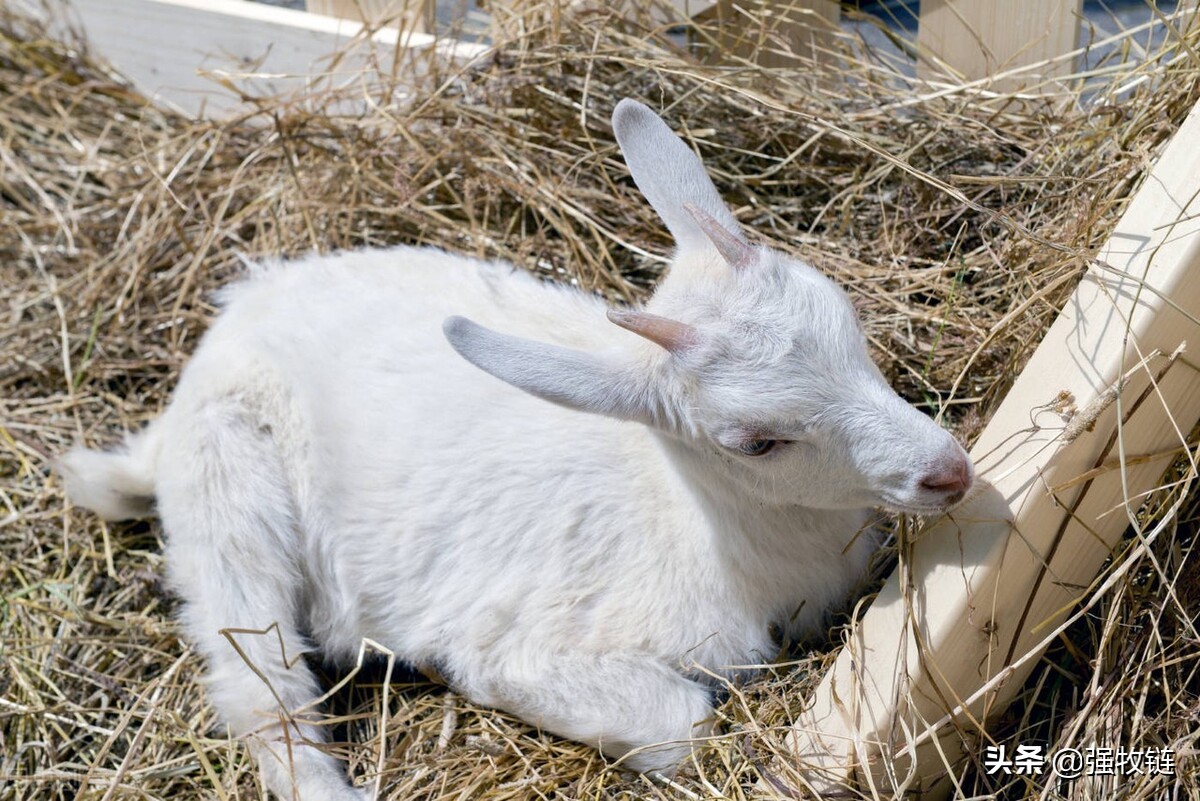 如何解决羊蹭墙,羊蹭墙是怎么回事