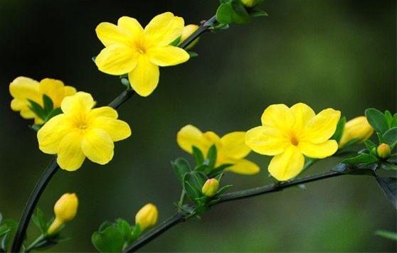 迎春花歌曲,迎春花是什么颜色的