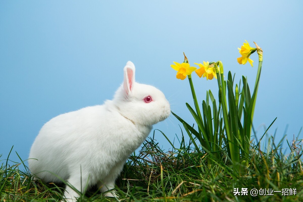 蛇盘兔做生意,蛇盘兔必定富后边是什么