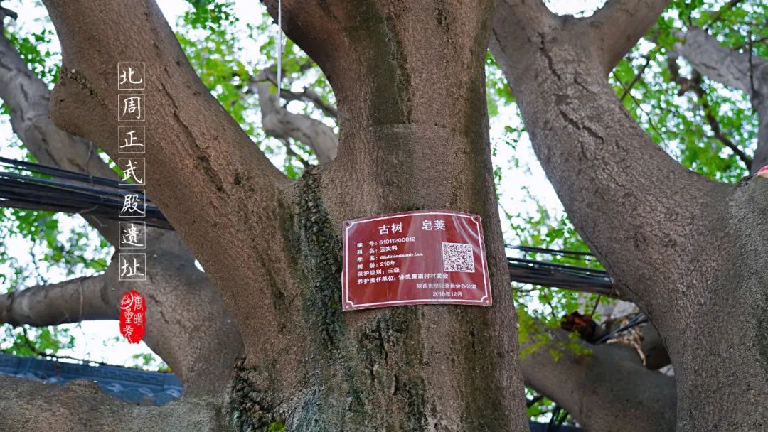 【陕西西安】汉长安城中的北周正武殿遗址帝王梦想的见证人