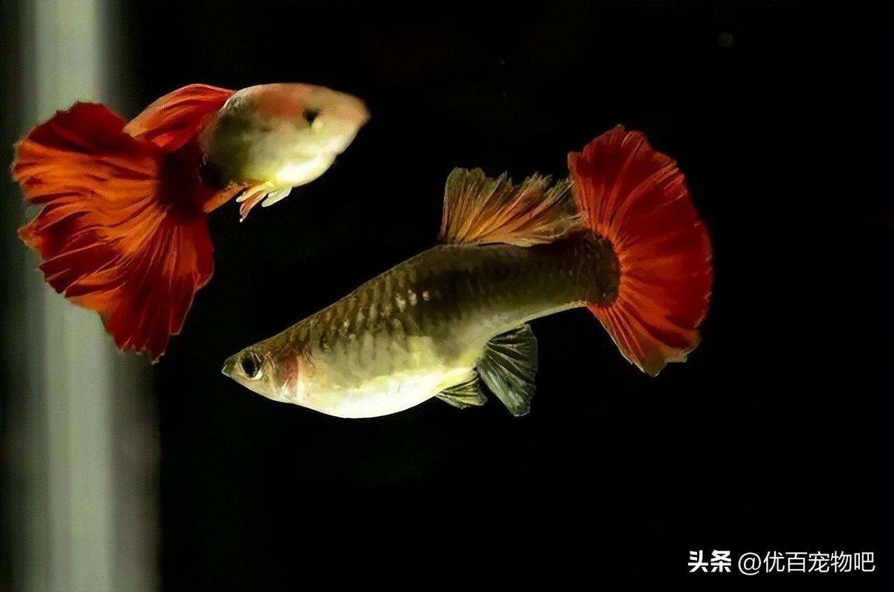 孔雀小鱼苗如何轻松带大？养不好鱼苗的看过来