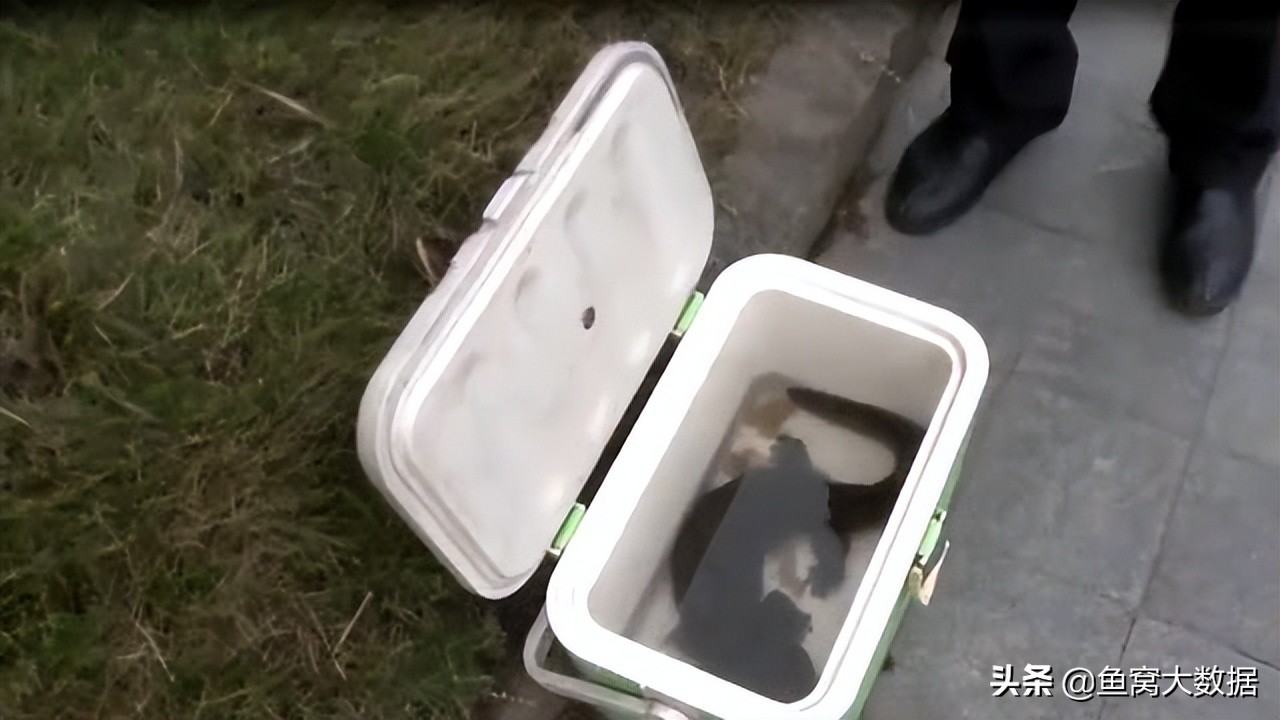 钓鱼钓到了娃娃鱼怎么办,野钓碰见黄色的娃娃鱼