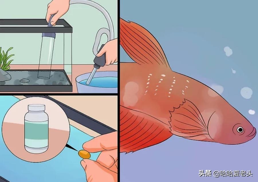 怎样拯救要死的斗鱼,怎么抢救奄奄一息的斗鱼