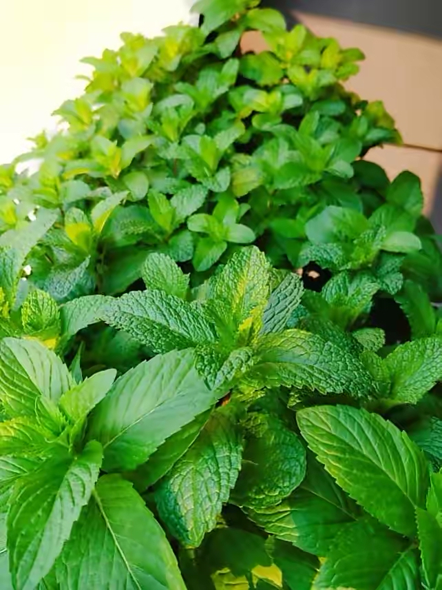 养薄荷的方法技巧适用什么肥,养薄荷叶的方法