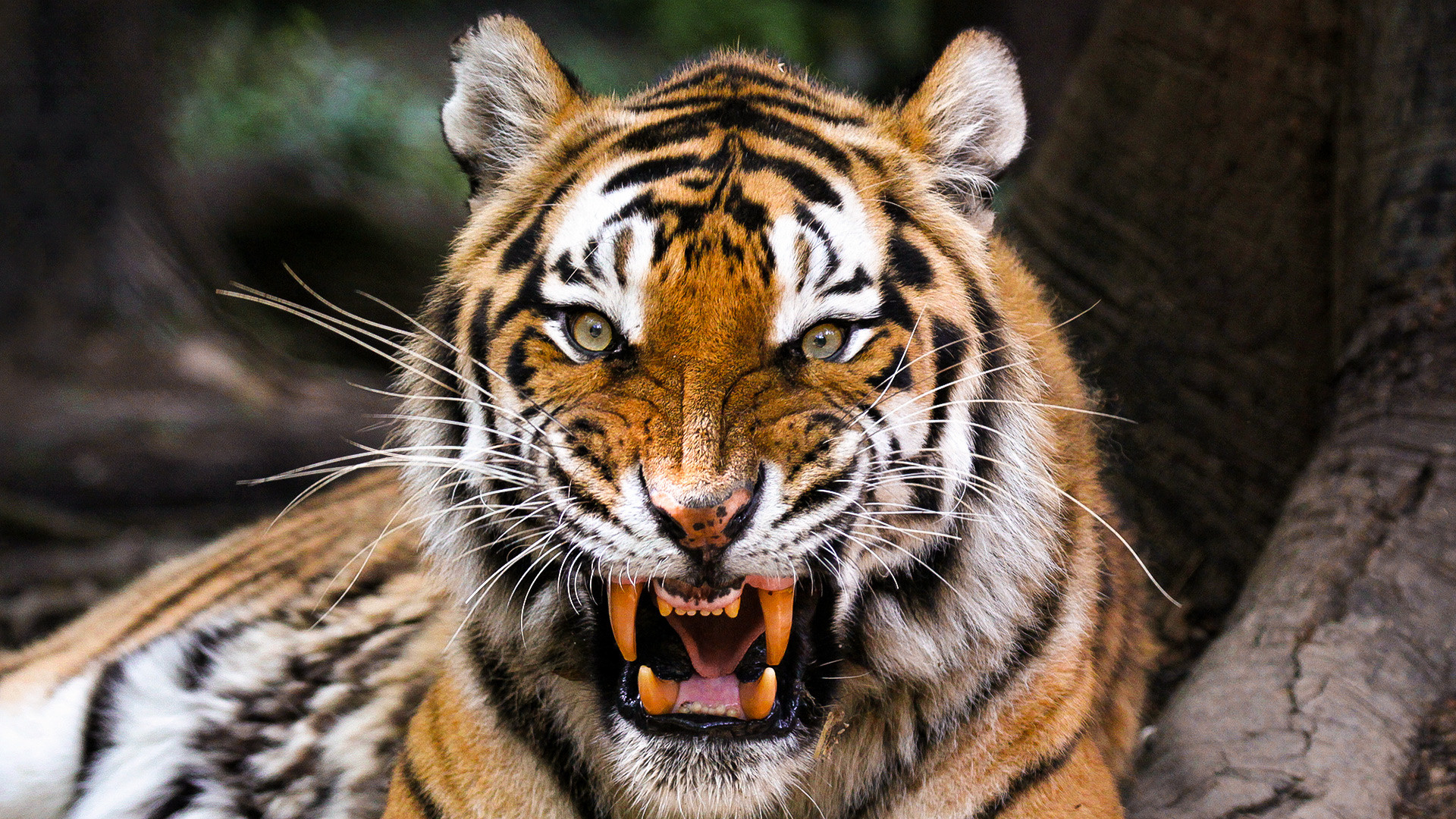 老虎和棕熊同等体重谁厉害,同等体型体重的老虎和狮子谁厉害