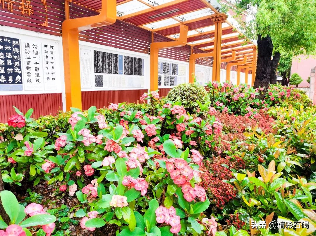 东莞石碣四海学校排名,东莞市四海英才小学招生简章