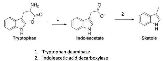 屁臭是因为有什么元素,屁为什么是臭的是因为里面有什么