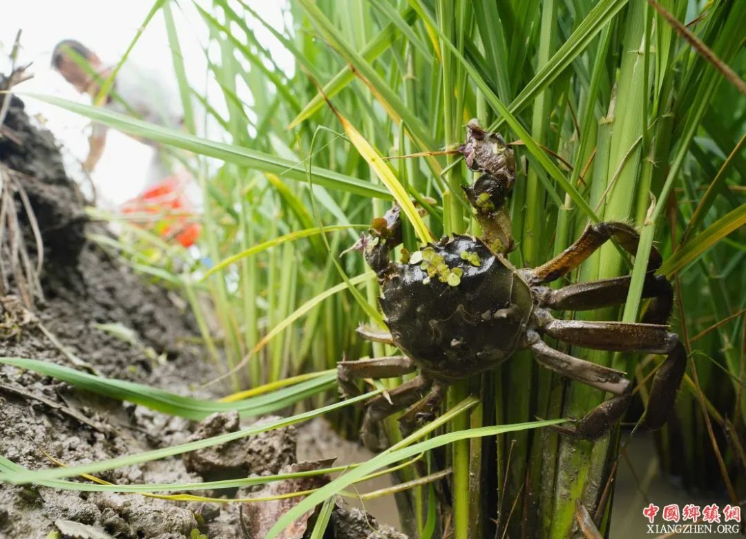 超市买了冷冻活螃蟹死了能吃吗,冷冻过的看着是死的螃蟹能吃吗