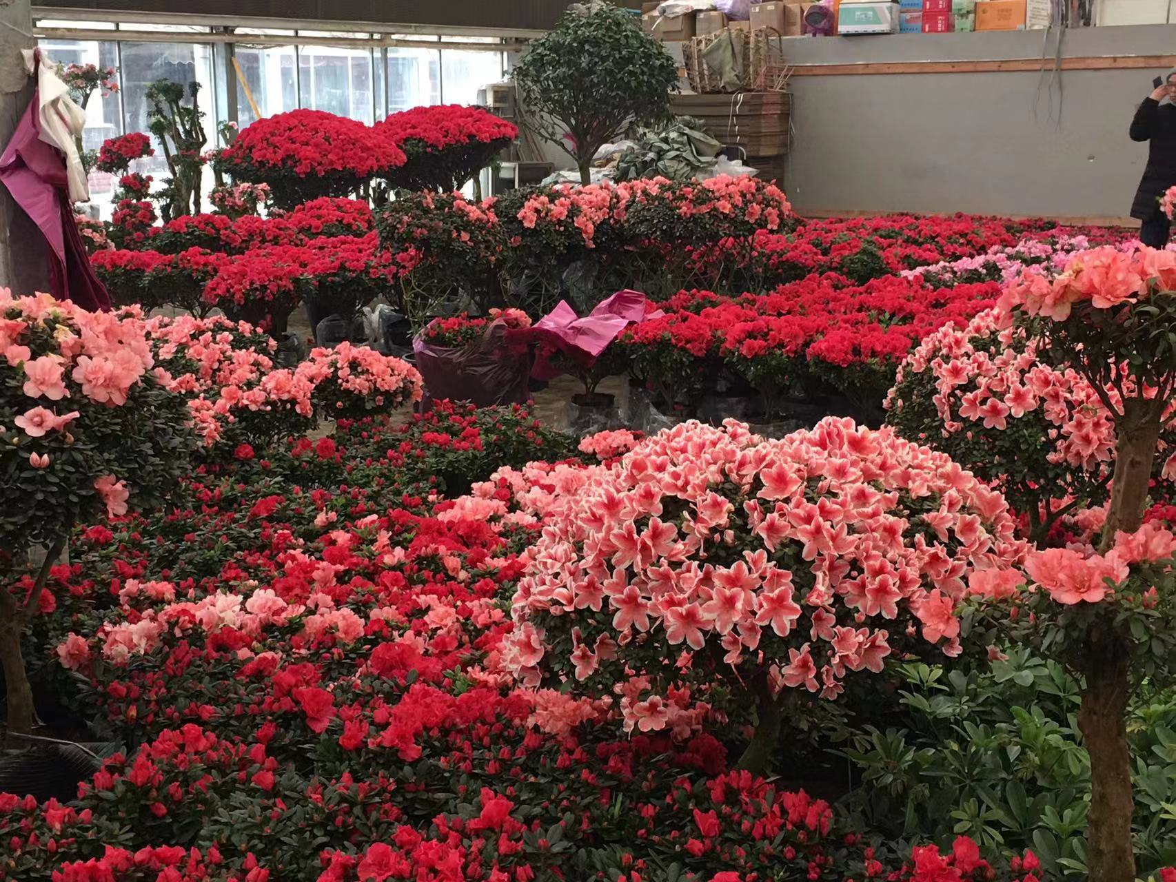 成都春天花卉市场哪里最便宜,成都温江区最便宜的花卉市场