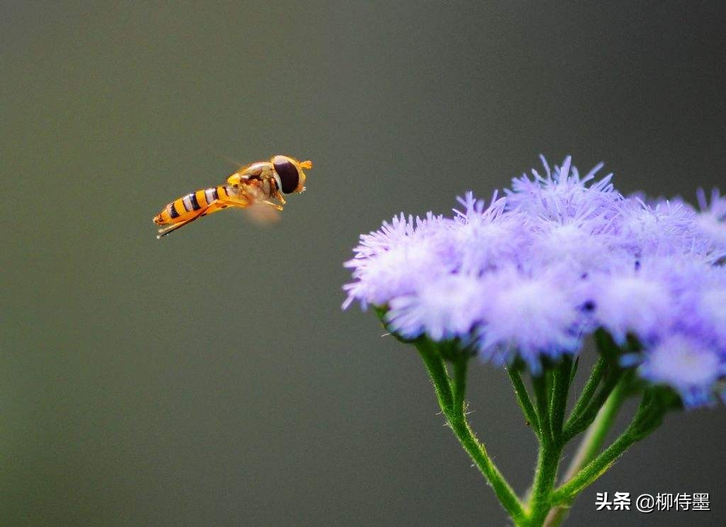 拍白色花摄影技巧,花朵不能胡乱拍