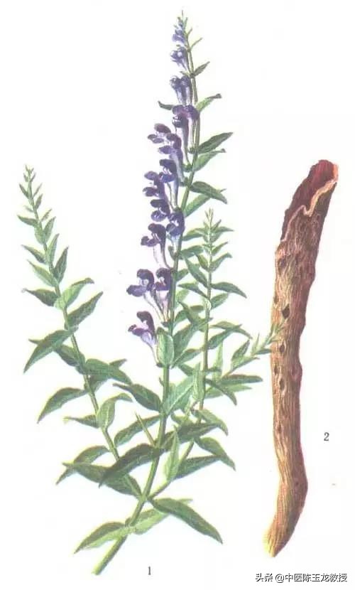 上焦湿热失眠目赤,肝胆湿热所致头晕目赤耳鸣耳聋