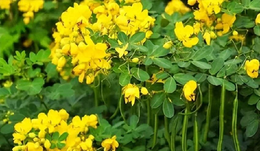 “蛇灭门”到底有多神奇？揭秘老人口中的杀蛇神器！