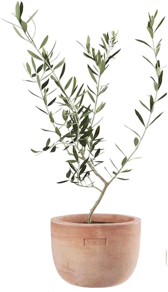 week18值得入手吗,week8新款哪里有卖