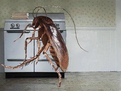 消灭蟑螂不用药一碗水就搞定,如何不用蟑螂药消灭蟑螂