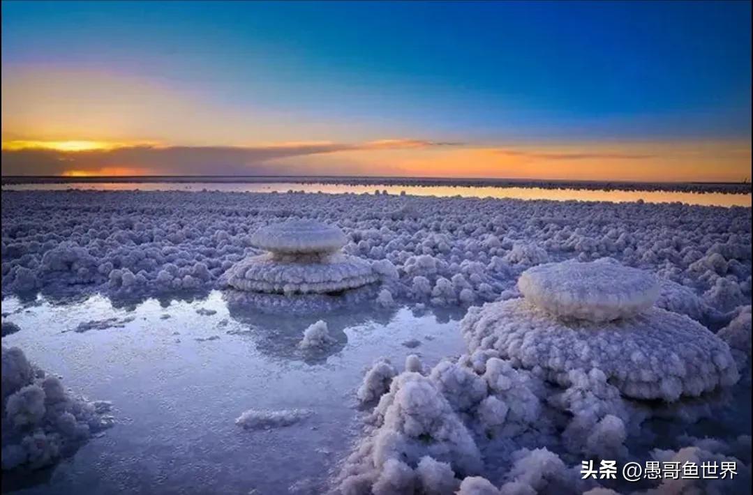 青海湟鱼那么多为什么要保护,救命的青海湖湟鱼