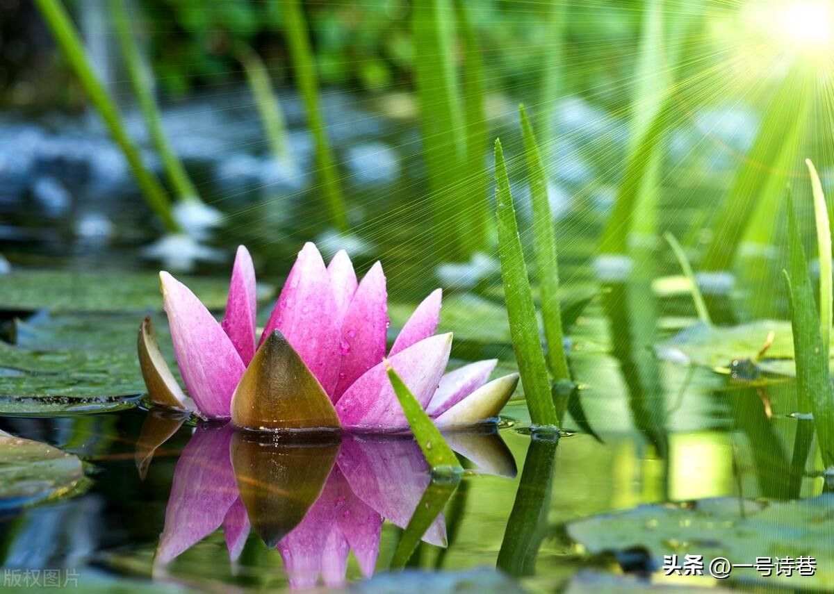 从夏日绝句这首诗中你明白了什么,夏日绝句这首诗我体会到了什么